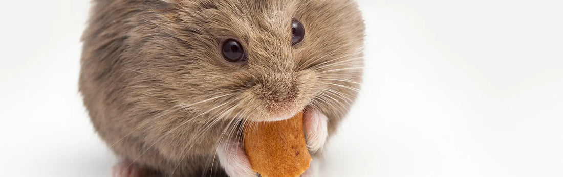 article-page-carousel-item--NMN Reduced Cellular Aging and Improved Survivability in Mice