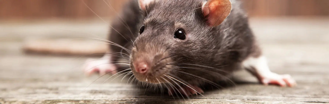 article-page-carousel-item--NMN Offers More Protection Than NR in Friedreichβs Ataxia Mice