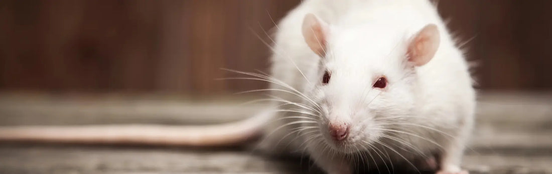 article-page-carousel-item--NMN Enhances Spinal Cord Injury Recovery in Mice
