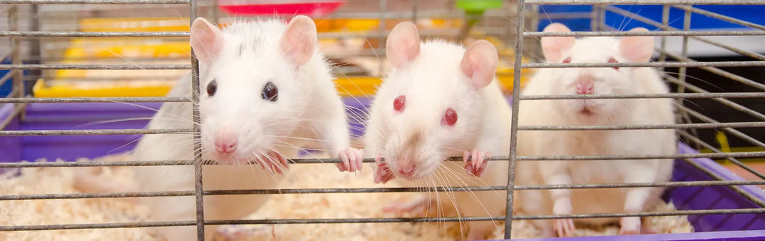 article-page-carousel-item--Palmitoylethanolamide (P.E.A.) Reduces Inflammation and Anxiety in Obese Mice