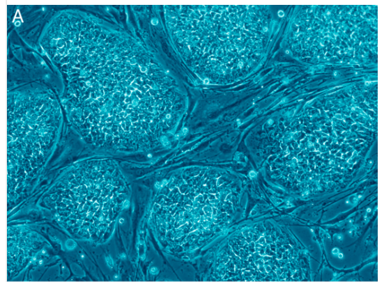 article-page-carousel-item--NAD+ and the Hallmarks of Aging Series β Part 8: Stem Cell Exhaustion