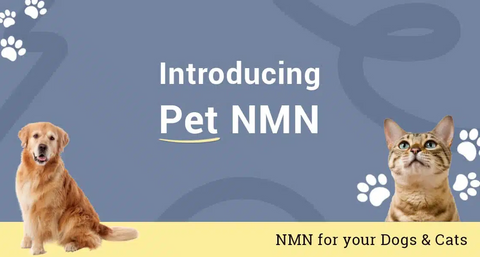 article-page-carousel-item--NMN Soft Chews for Your Dogs & Cats