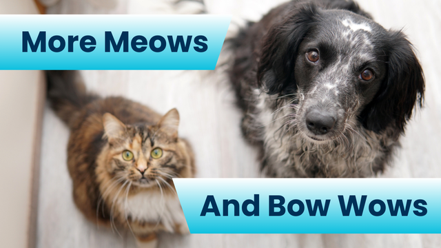 article-page-carousel-item--Life is better with happy, healthy pets.
