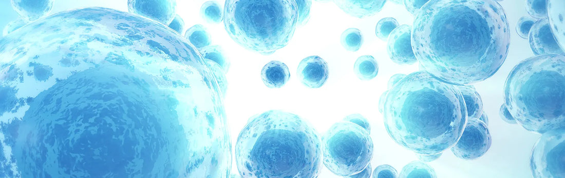 article-page-carousel-item--Glutathione Precursors Increase Lifespan in Mice by 24%