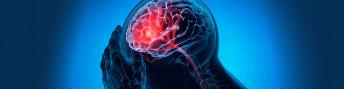 article-page-carousel-item--Fisetin Improved Brain Recovery After Stroke