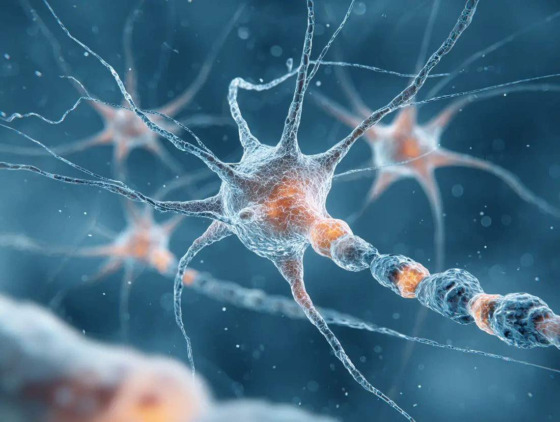 article-page-carousel-item--NAD+ and Brain Health: Neuroprotective Mechanisms Explained