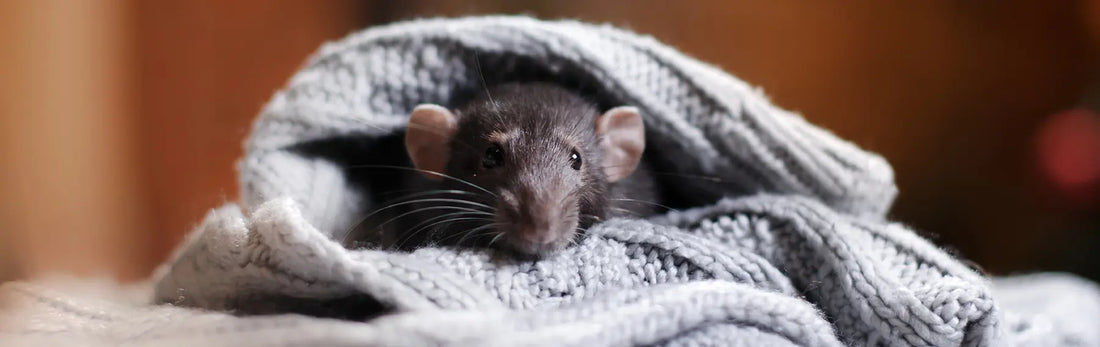 article-page-carousel-item--NMN Reduces Heart Failure and Extends Lifespan in Mice
