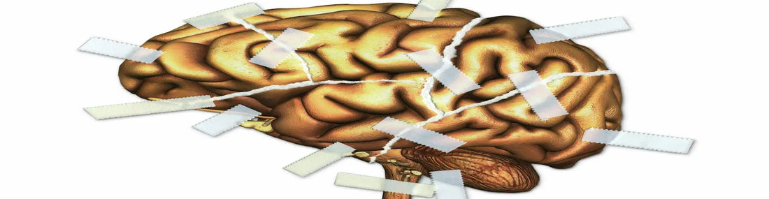 article-page-carousel-item--Nicotinamide Riboside Repaired Brain Damage and Improves Memory