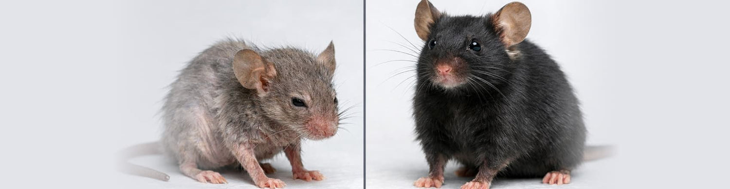 Two mice, one gray and one black, on a white background
