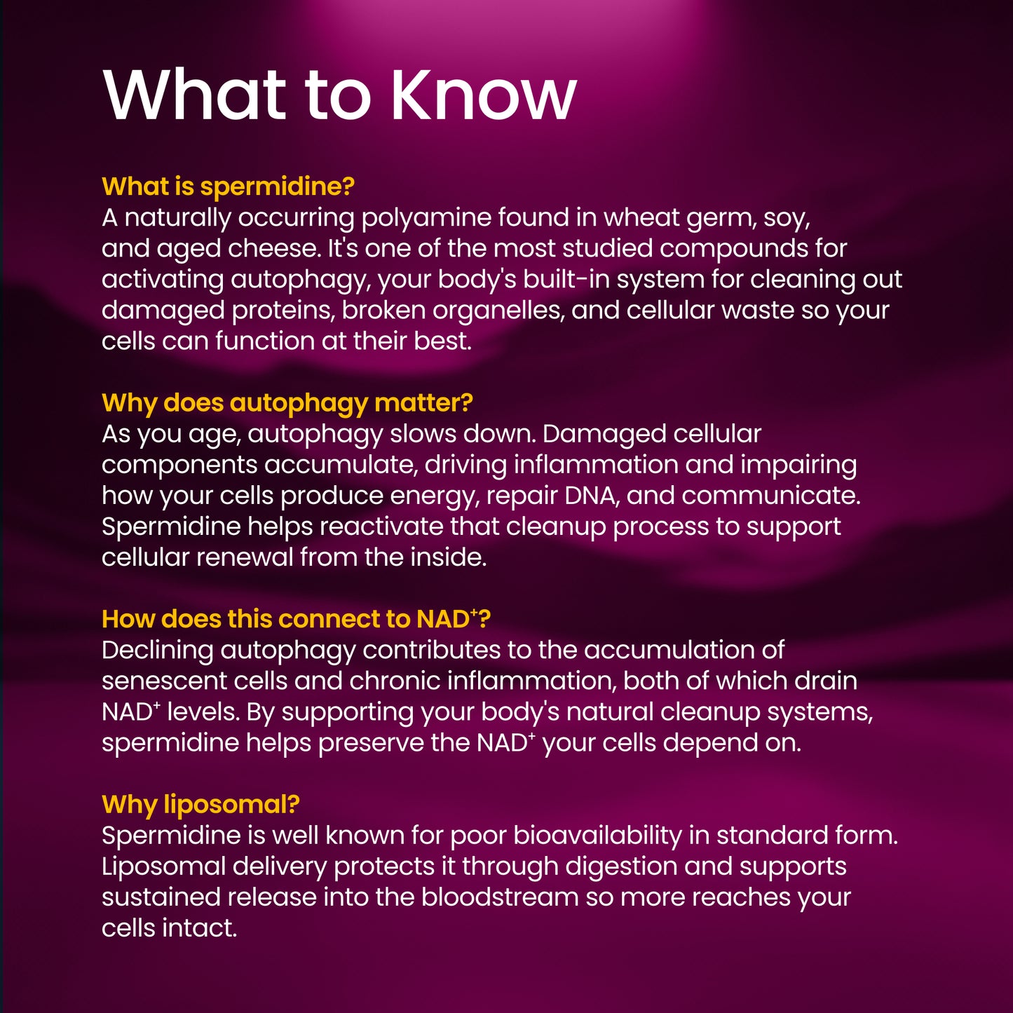 Text on a purple background explaining spermidine, autophagy, NAD+, and liposomal delivery.