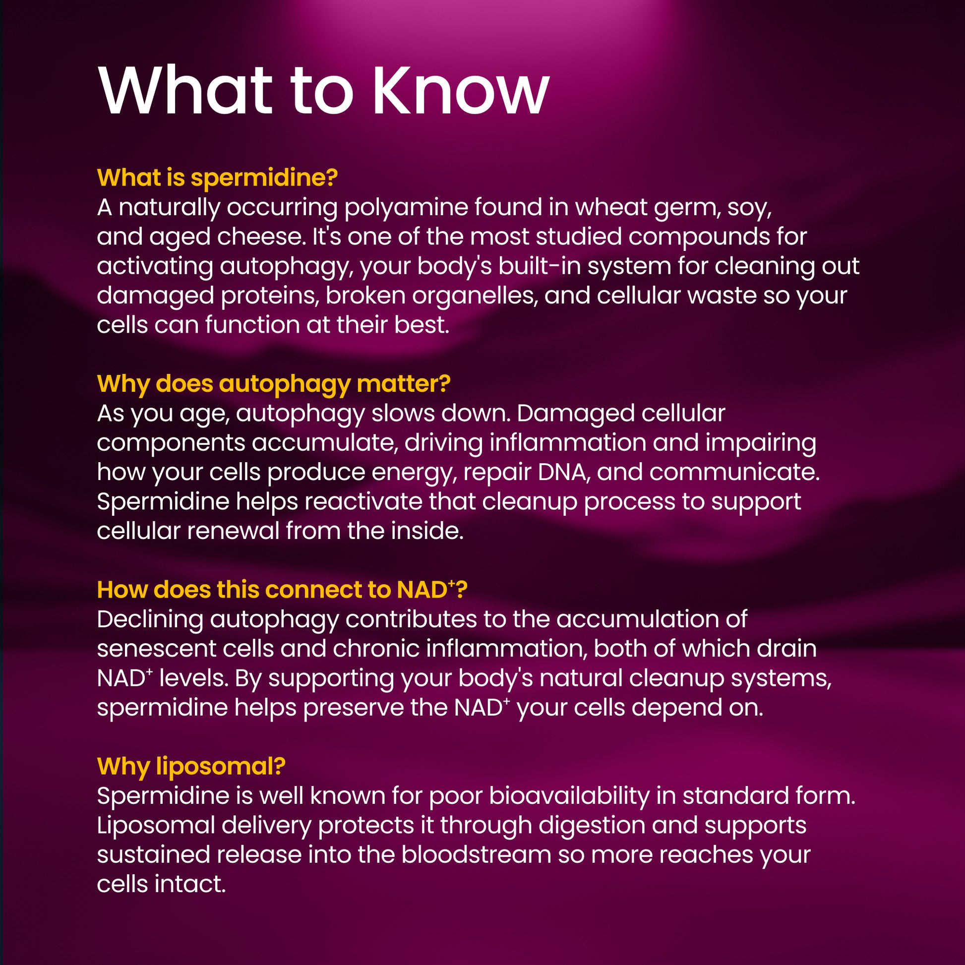 Text on a purple background explaining spermidine, autophagy, NAD+, and liposomal delivery.