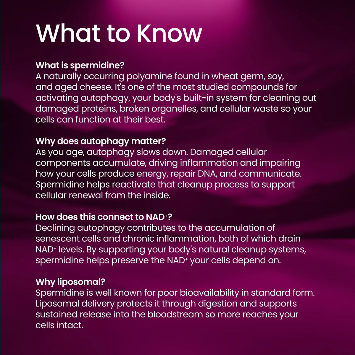 An informational graphic with a dark purple and magenta gradient background and white text titled 'What to Know' about spermidine, its role in autophagy, and connection to NAD+ and liposomal delivery.