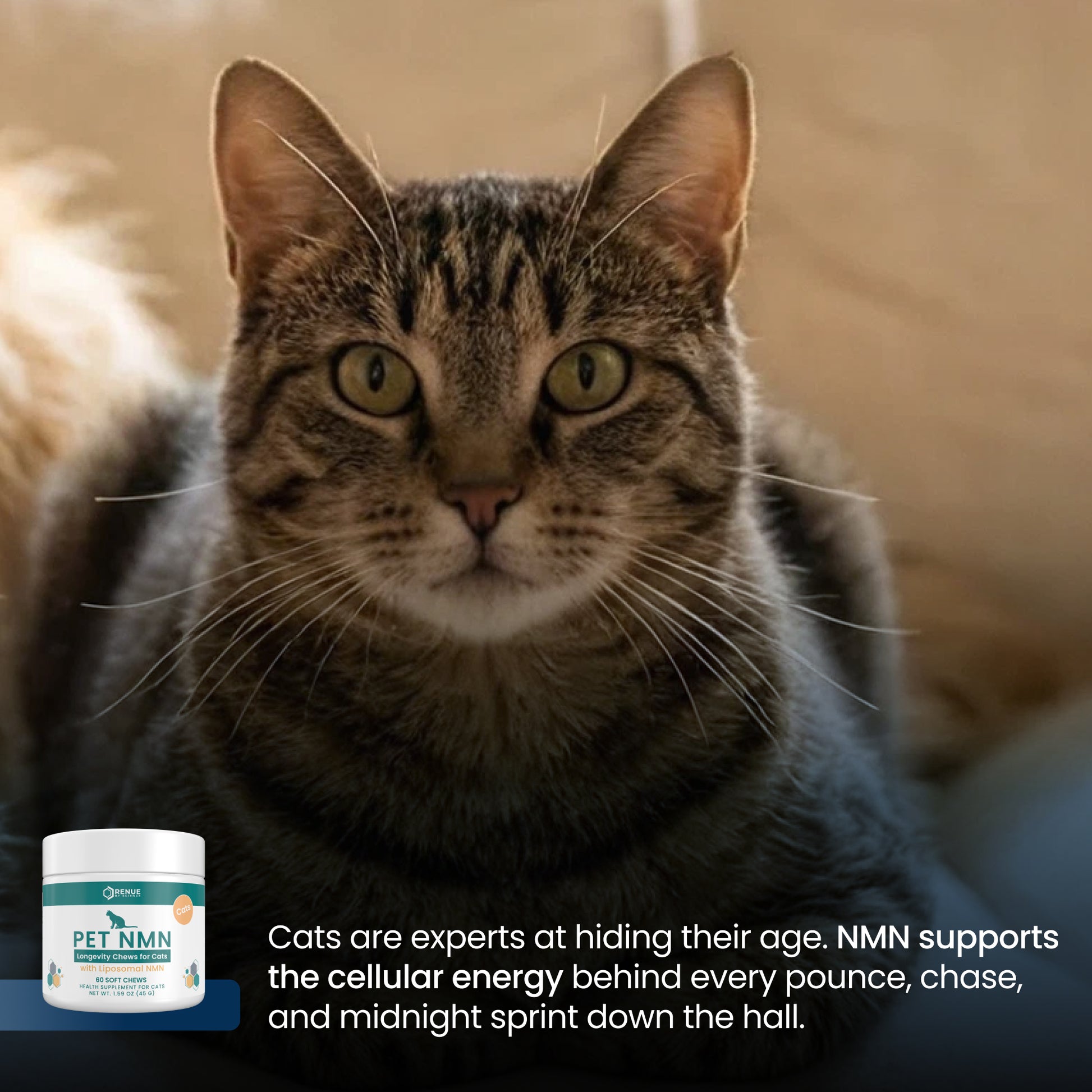 A close-up photo of a tabby cat with green eyes looking directly at the camera, with a small jar of Optima Pet NMN supplement in the lower-left corner and promotional text at the bottom.