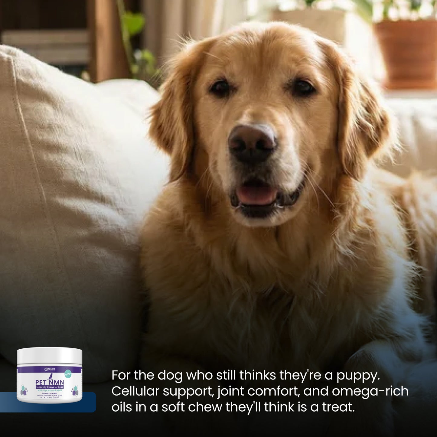 A golden retriever dog sits on a couch in a warm indoor setting, with a small jar of pet joint supplement shown in the lower left corner and descriptive text at the bottom.
