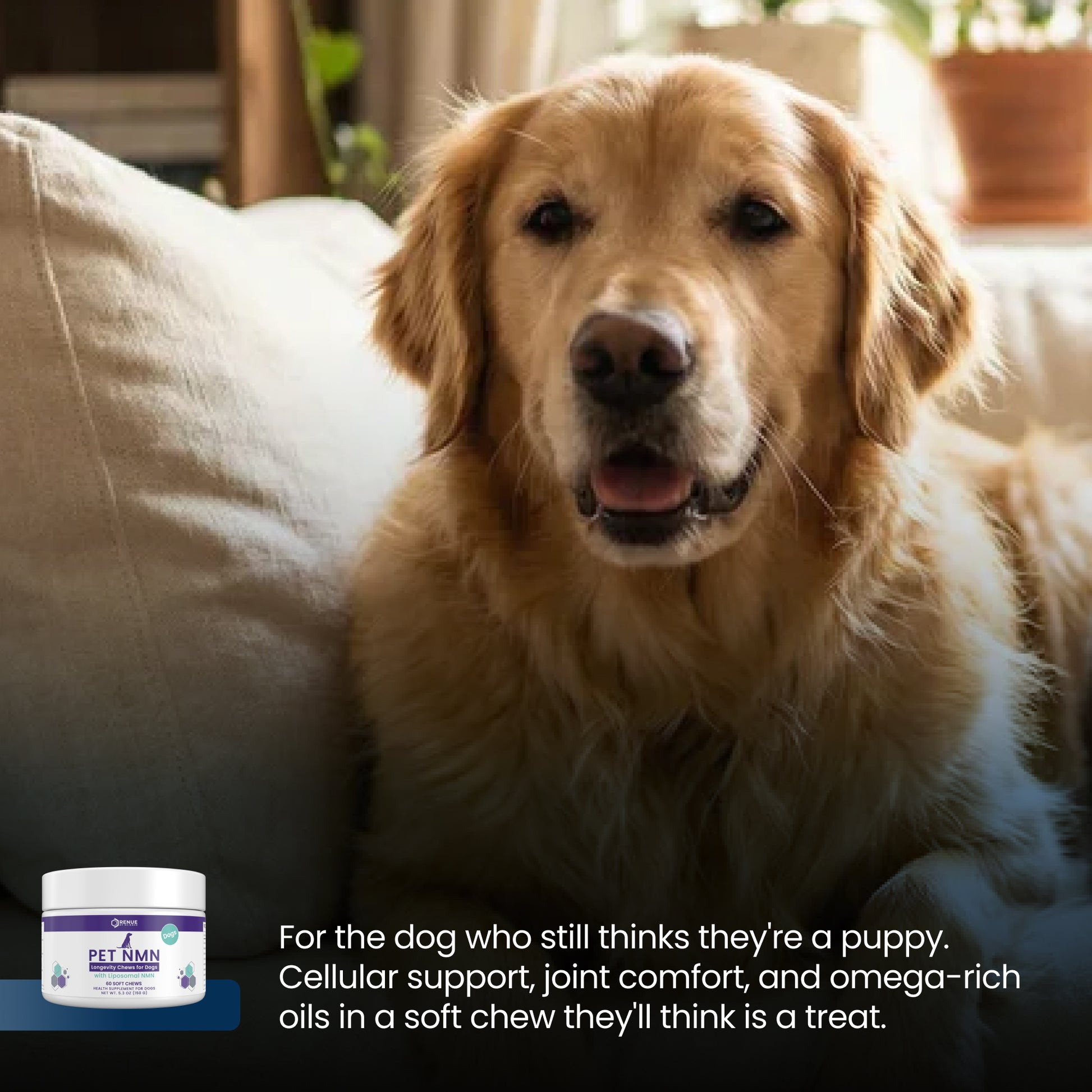 A golden retriever dog sits on a couch in a warm indoor setting, with a small jar of pet joint supplement shown in the lower left corner and descriptive text at the bottom.