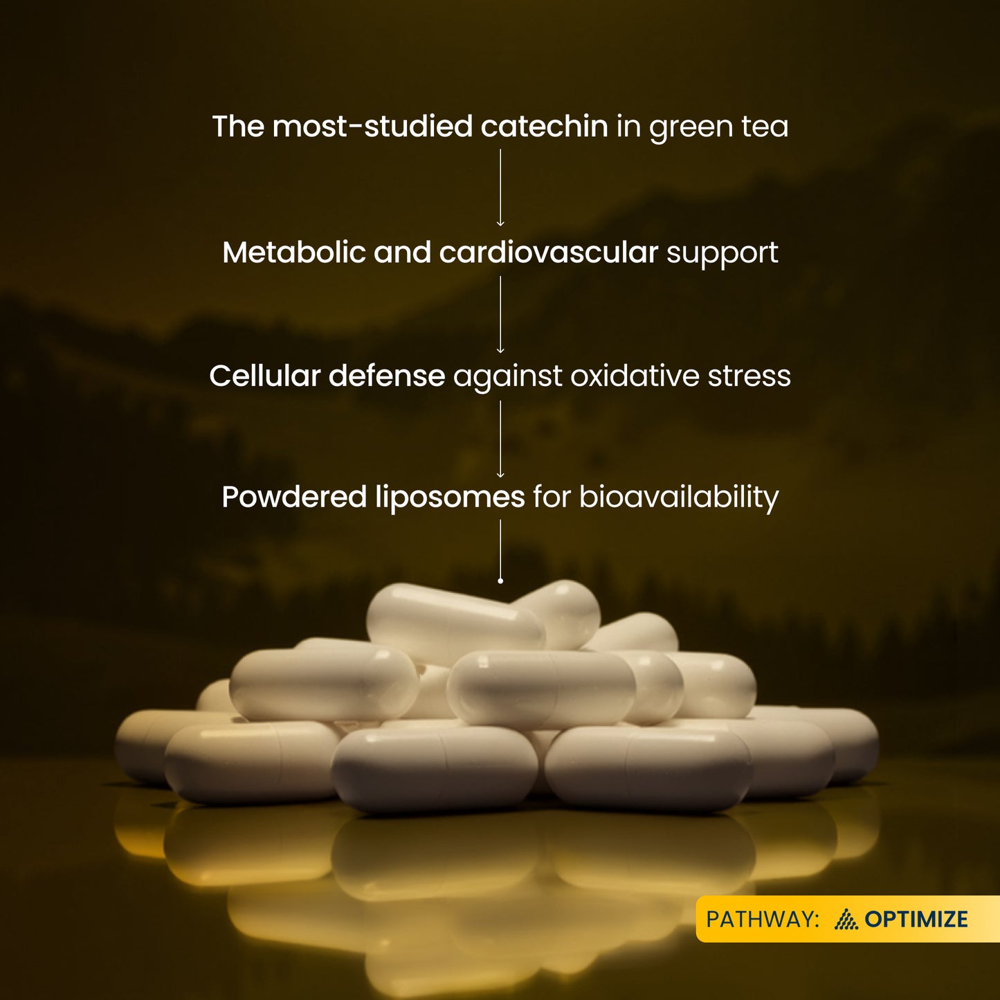 White capsules arranged in a pile on a reflective dark surface, with white text above listing benefits: the most-studied catechin in green tea, metabolic and cardiovascular support, cellular defense against oxidative stress, and powdered liposomes for bioavailability. A yellow 'PATHWAY: OPTIMIZE' label appears in the bottom right.