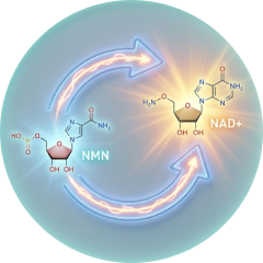 Chemical reaction diagram involving NMN and NAD+ with molecular structures and arrows.