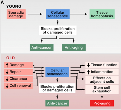 Cellular Senescence diagram