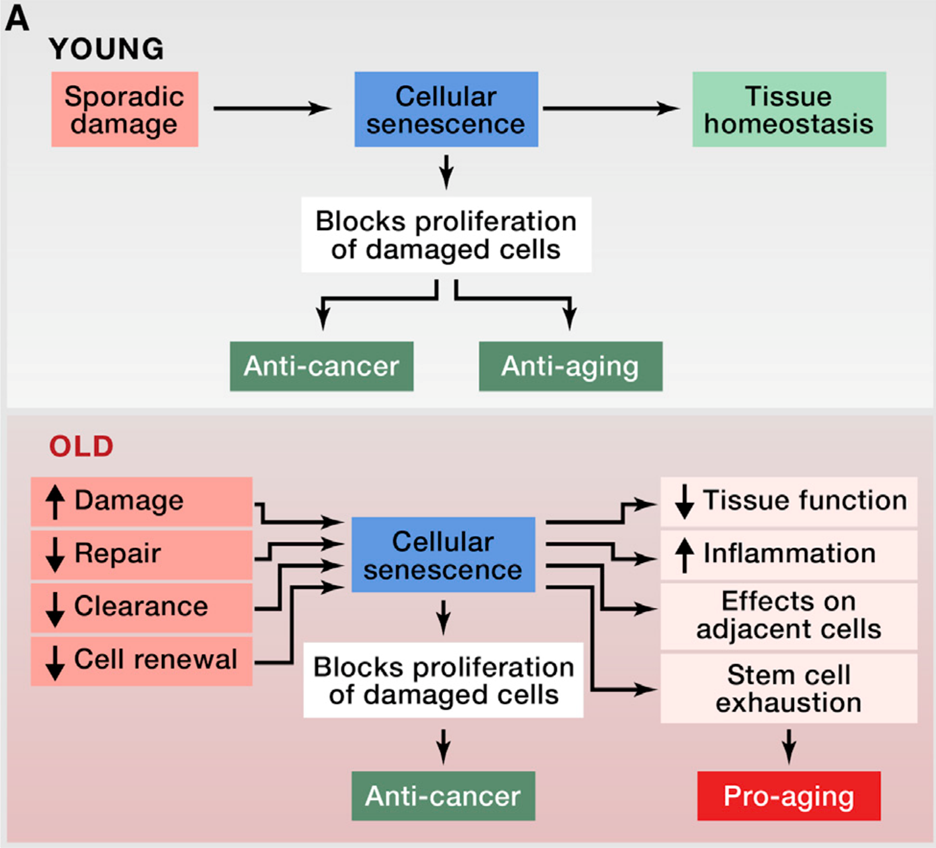 Cellular Senescence diagram