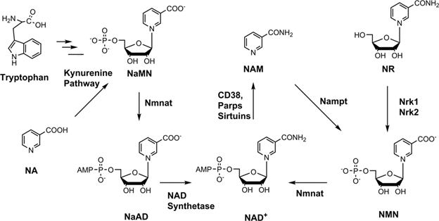 NR can be transformed into NMN by NRKs (Yang et al. Nature metabolism, 2020)