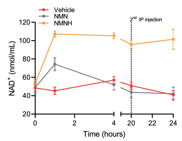 IP injection of 250 mg/kg NMN(H) to mice (Zapata-Pérez et al. 2019)