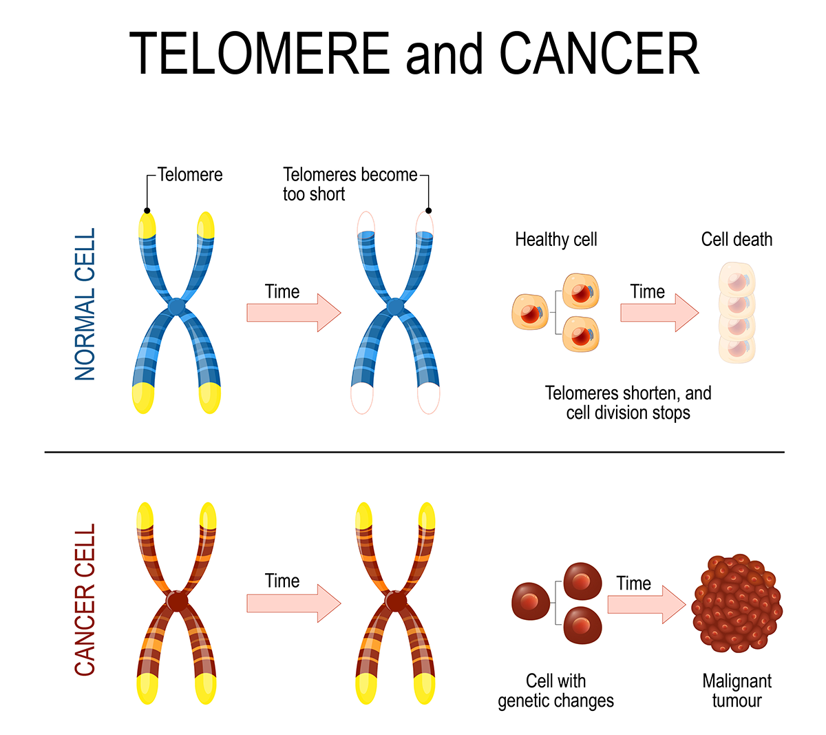 telomeres and cancer