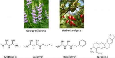 Berberine, for fighting problems of glycaemia and ageing